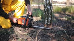 How Our Tree Care Process Works  in  Festus, MO